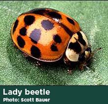 Lady beetle photo by Scott Bauer